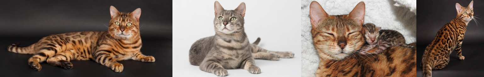 Chatterie La Colo Cat